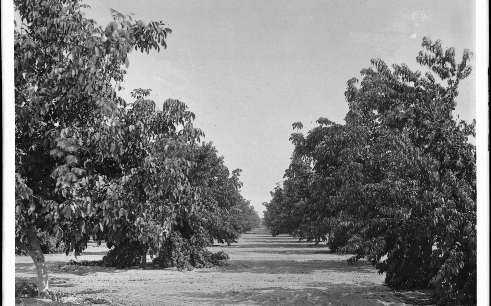 Looking down rows of walnut trees in a southern California orchard from the early 20th century